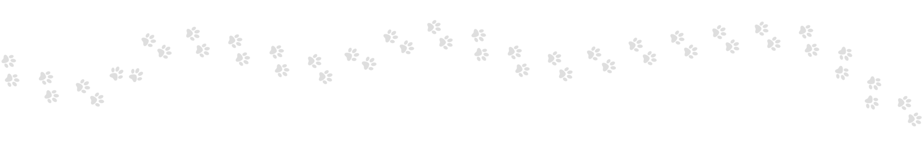 Working Law Enforcement Dog Paws